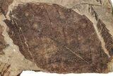 Fossil Plant (Fagus, Fagopsis, Betula) Plate - McAbee, BC #248926-1